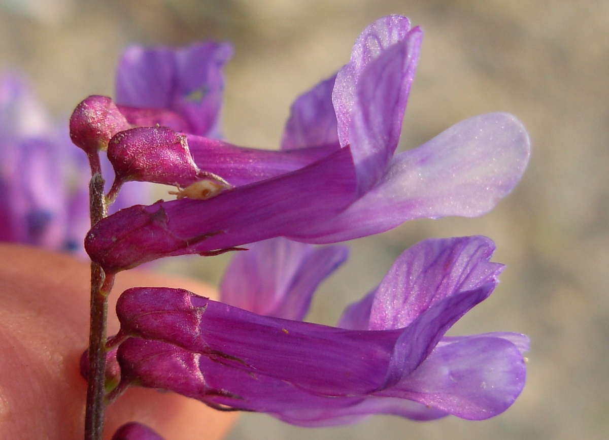 Vicia cracca e Vicia villosa